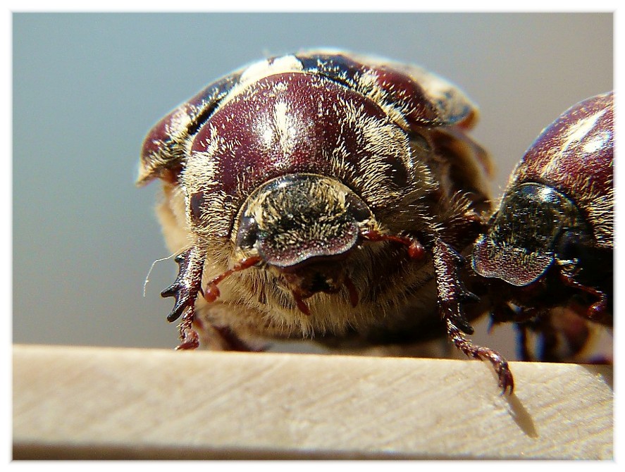 Anoxia matutinalis (Melolonthidae)